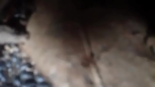 Dulce Xxx Big Ass Caucasian Video Pornstar Big Tits Sex Straight