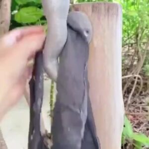 Amanda Cerny Profile Onlyfans Model Sex Outdoor Shower Nude Shower